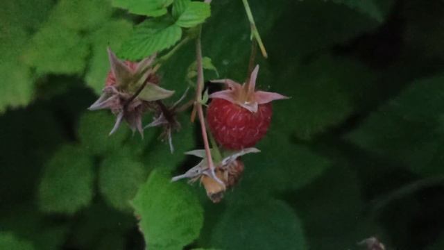 Славянск 4 июля 2022 — ситуация после вчера... вечер-ночь смотреть онлайн