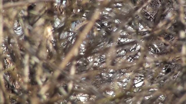 пастернак смотреть онлайн