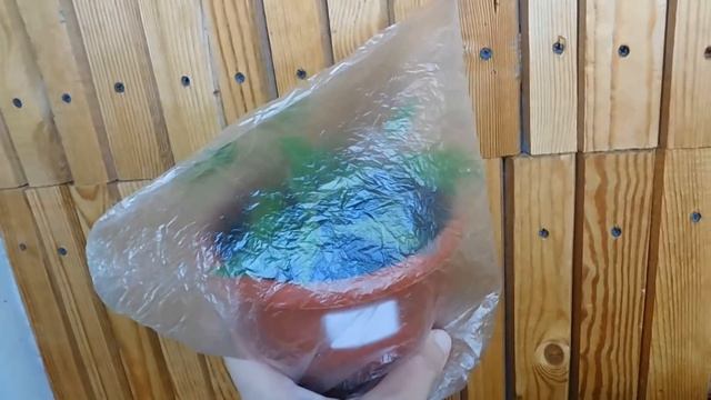 ?Гелиотроп, размножение черенком, выращивание . ? How to grow a heliotrope смотреть онлайн