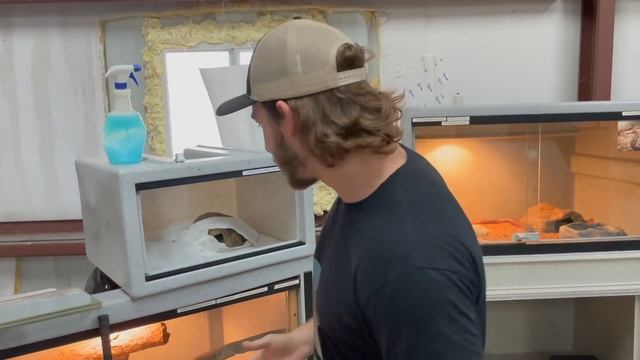 BLACK Mamba VS GREEN Mamba!! смотреть онлайн