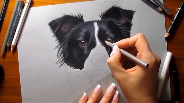 Colored Pencil Drawing: Border Collie - Speed Draw | Jasmina Susak смотреть онлайн