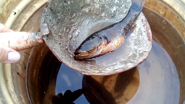 Ротан в наших озерах смотреть онлайн