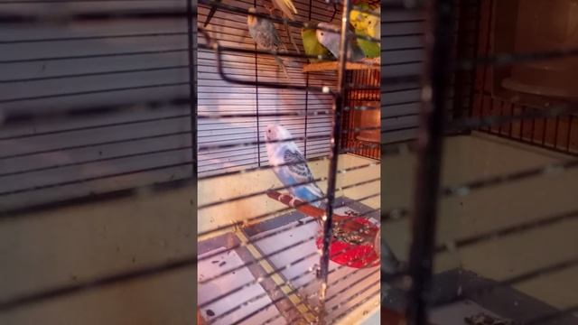 Красивый волнистый попугайчик. смотреть онлайн