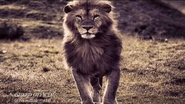 Nasheed Нашид Кунту майтан Kuntu maitan كنت ميتا смотреть онлайн