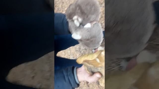 Грибы поздняя осень смотреть онлайн