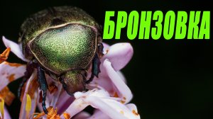 ЖИВОЙ ИЗУМРУД, БРОНЗОВКА ЗОЛОТИСТАЯ/ МИЛЛИМЕТРОВАЯ ВСЕЛЕННАЯ