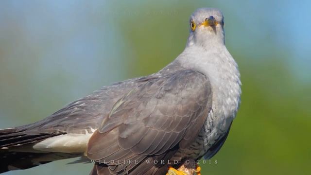 Bird sounds Common cuckoo singing in the spring смотреть онлайн