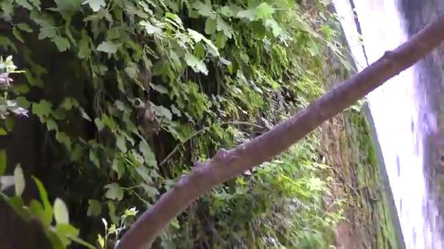 Израиль. Banias. Баниас к водопадам смотреть онлайн