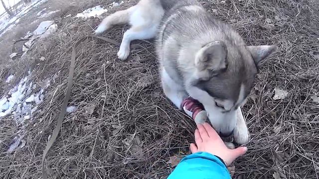 Гуляем и играем с Хаски