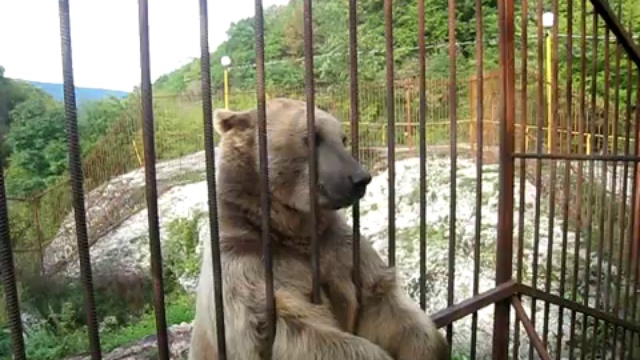 Ручной медведь в заповеднике смотреть онлайн