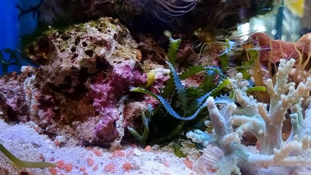 Одинокий амфиприон смотреть онлайн
