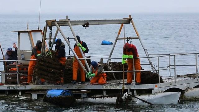 Travel in Namibia. Boat trip. Walvis Bay. смотреть онлайн