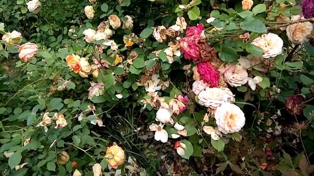 Мой опыт обрезки роз Д.Остина после цветения.По просьбам. смотреть онлайн