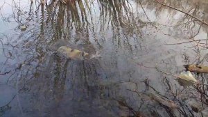 Ловля живца на самодельную самоловка из бутылок.