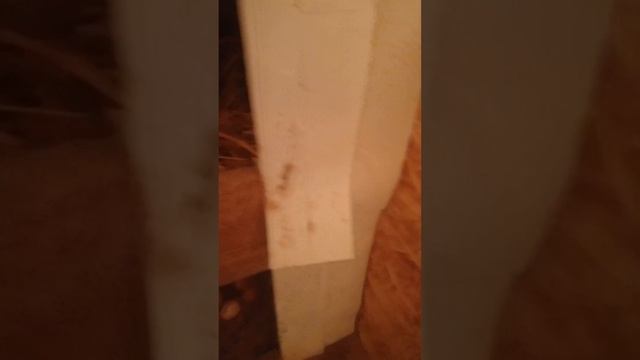 14 курочек молодок снесли 11 яиц.?????? смотреть онлайн