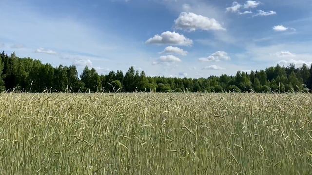 Я ЗНАЮ, ЧТО МУЖ ИЗМЕНЯЕТ, НО МОЛЧУ | Истории из жизни. смотреть онлайн