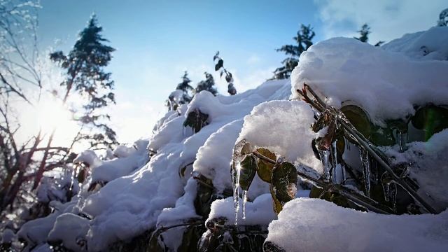 Релакс - Ветер в снежном лесу (Wind in the snowy forest) музыка для сна смотреть онлайн