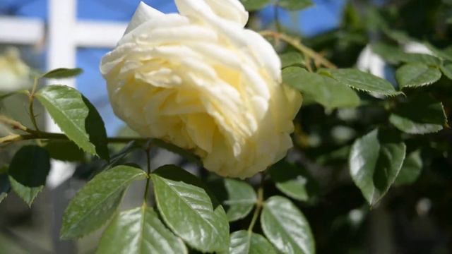 Роза Эльф смотреть онлайн