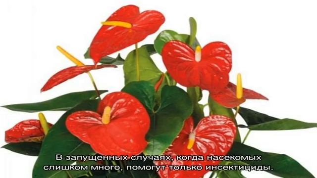 У антуриума на листьях коричневые пятна — причины и лечение смотреть онлайн