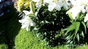 Три сорта махровых лилий ОТ-гибридов.