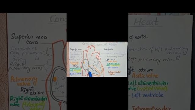Conduction system of heart| SA Node|AV Node|AV Bundle|Purkinje Fibers|. смотреть онлайн