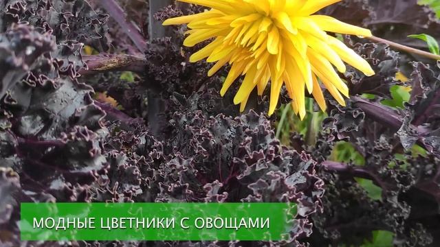 Овощи для цветника смотреть онлайн