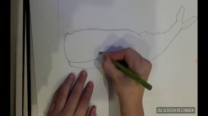 Как нарисовать детеныша кашалота простым карандашом. легко и просто!