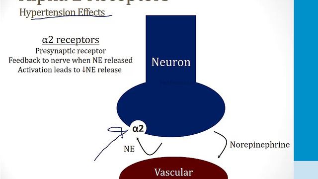 Psychiatry - 2. Pathology - 3.ADHD And Autism Atf