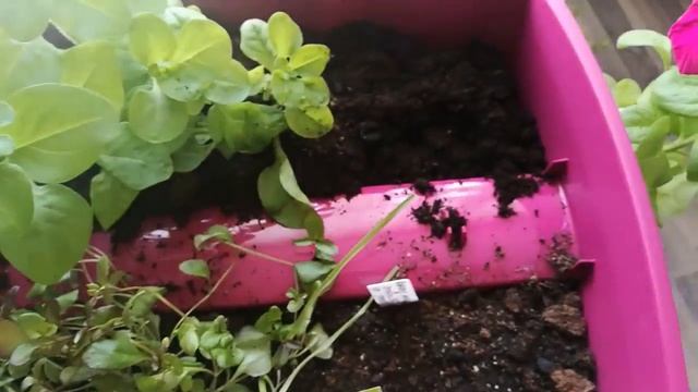 Балконные кашпо 2018. Высадка цветов. Часть 1 смотреть онлайн