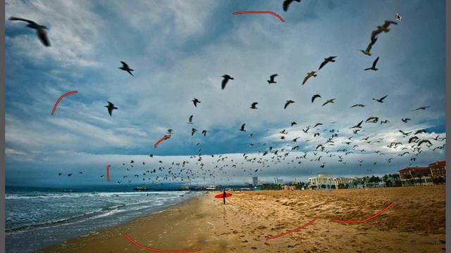 Photo of the Week - Surfer and Gulls - Santa Monica Beach, CA смотреть онлайн