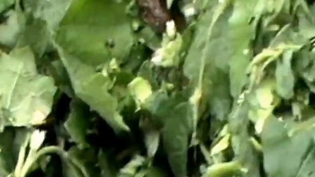 выращивание алтея подручными способами смотреть онлайн