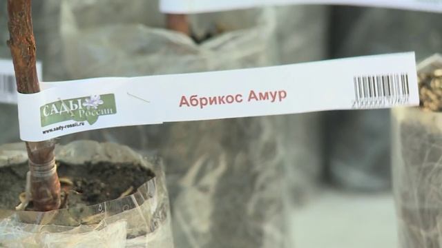 Саженцы абрикоса. НПО «Сады России». смотреть онлайн