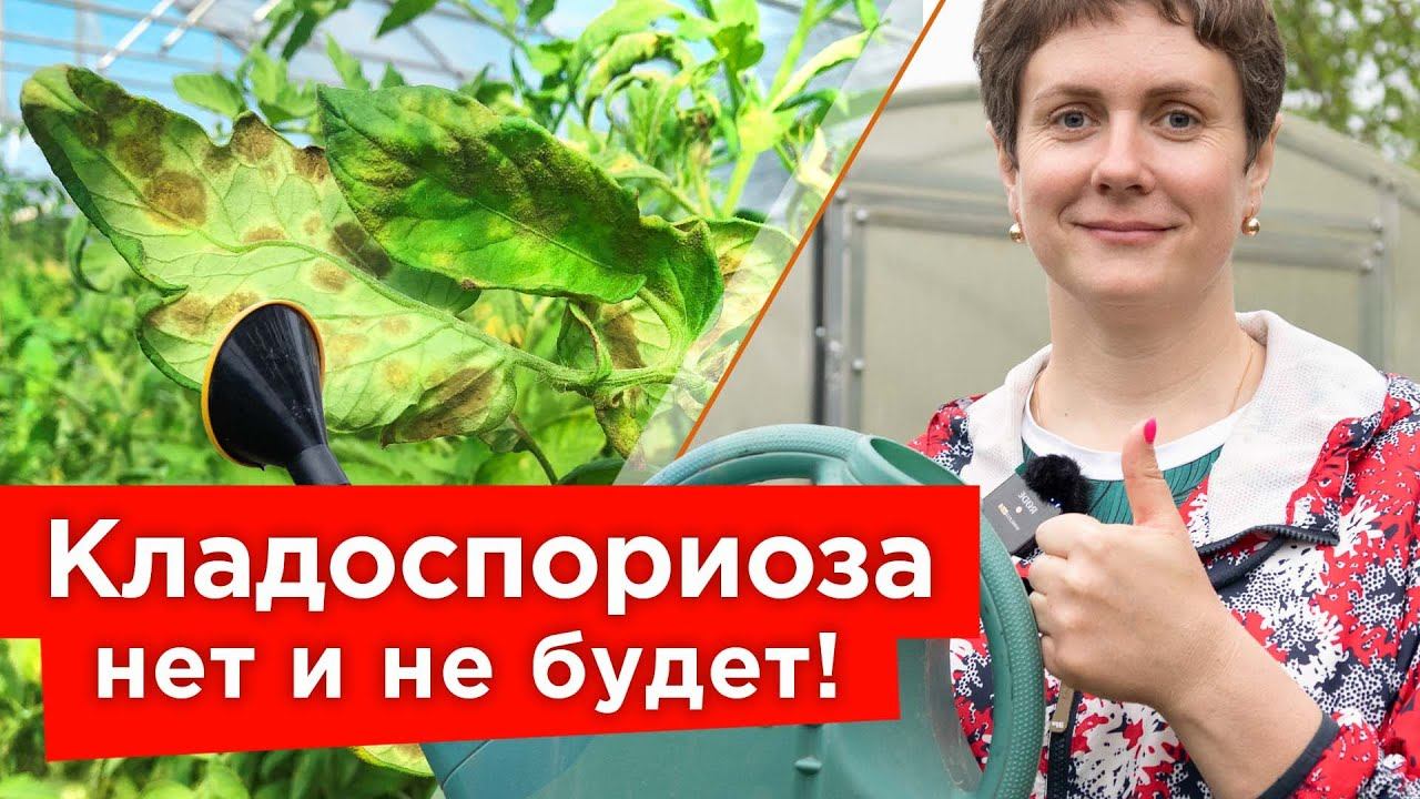 БУРЫЕ ПЯТНА НА ЛИСТЬЯХ ТОМАТОВ? Вот что надо срочно сделать! Чего боится кладоспориоз? смотреть онлайн