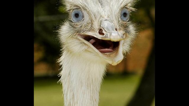 Смешные фотографии смотреть онлайн