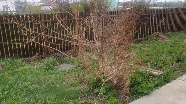 Абрикосы (для Валерия Константиновича Железова) смотреть онлайн