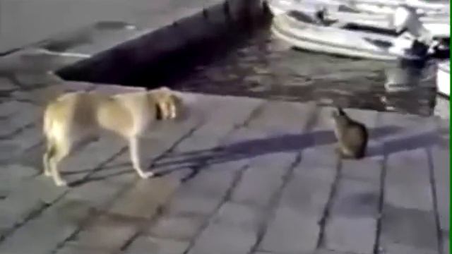 Кот с железными яйцами! смотреть онлайн