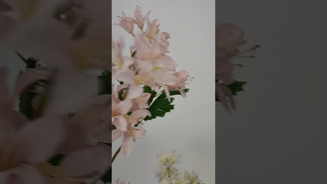 Альстромерия Аманда смотреть онлайн