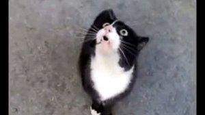 Кот орет    прикол!