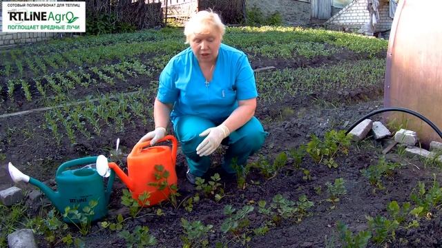 Подкормка сельдерея. Выращивание сельдерея корневого. смотреть онлайн