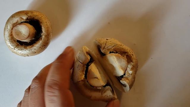Mushroom Dissection DSS Funky Fungi 2020 смотреть онлайн