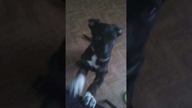 Щенок стаффорда,дрессировка смотреть онлайн