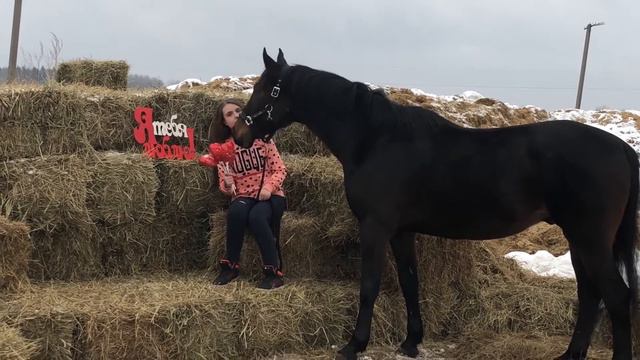 Моим любимым лошадям посвещается! 14 февраля. смотреть онлайн