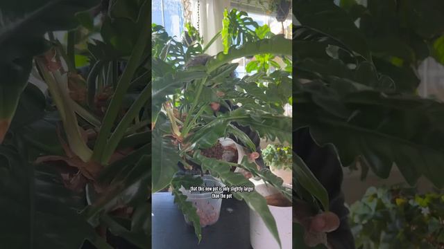 My wild child, aka my philodendron jungle boogie and its life in cereal #plants #planttips #cereal смотреть онлайн