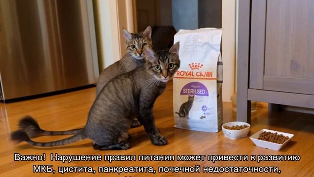 Чем кормить кота в домашних условиях: домашней едой или кормом