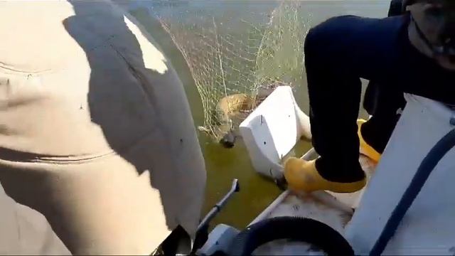 Сом здесь есть смотреть онлайн