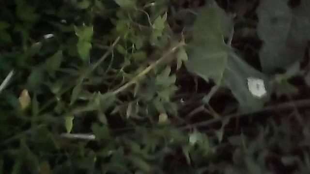 Спасаем котят!!! Мы супер мены смотреть онлайн