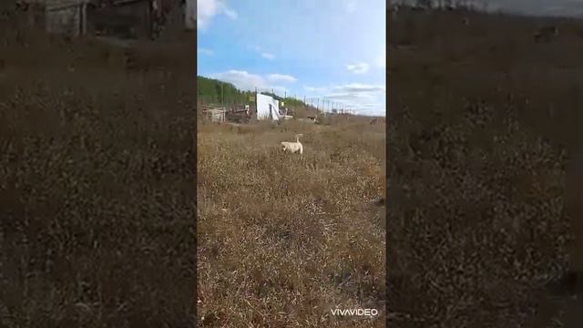 Приют Сказка Казань смотреть онлайн
