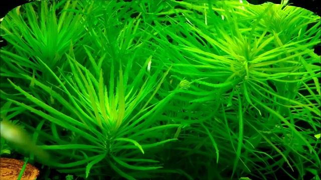 Pogostemon Stellatus