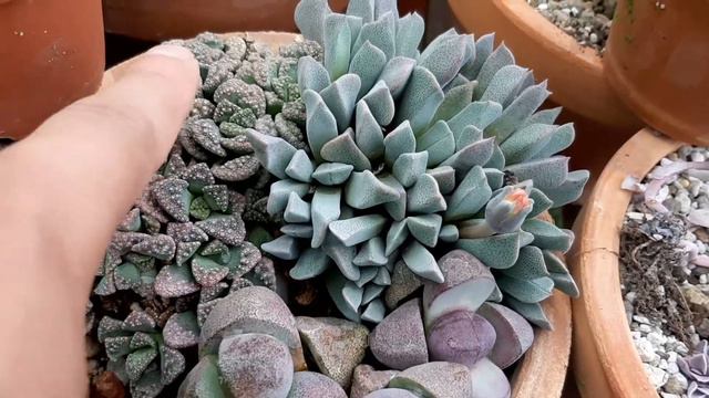 Piedras vivientes/ Lithops cuidados de mis plantas смотреть онлайн