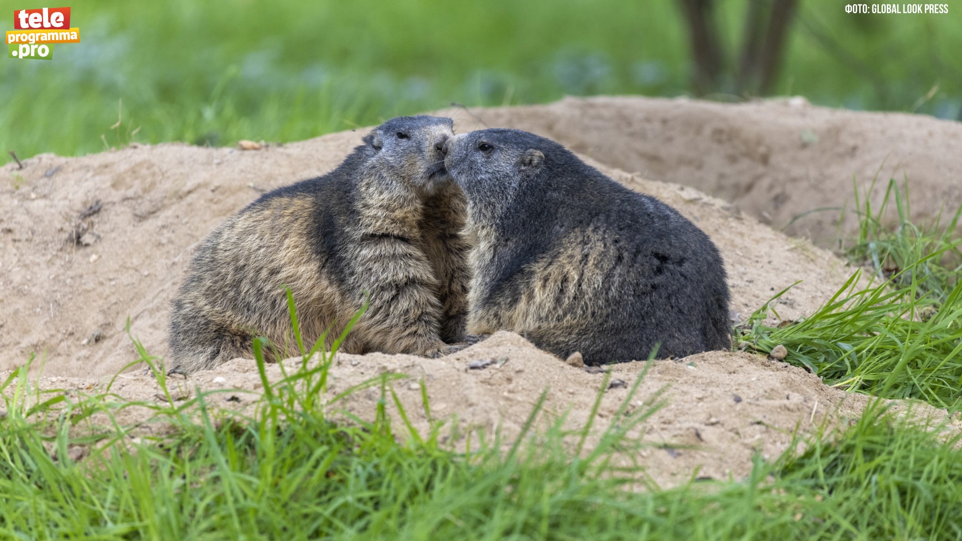 Сурки-байбаки их детки смотреть онлайн